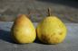 Preview: Birnenbaum, Herbstbirne "Gelbe Grieselbirne" - robuste Birnensorte!